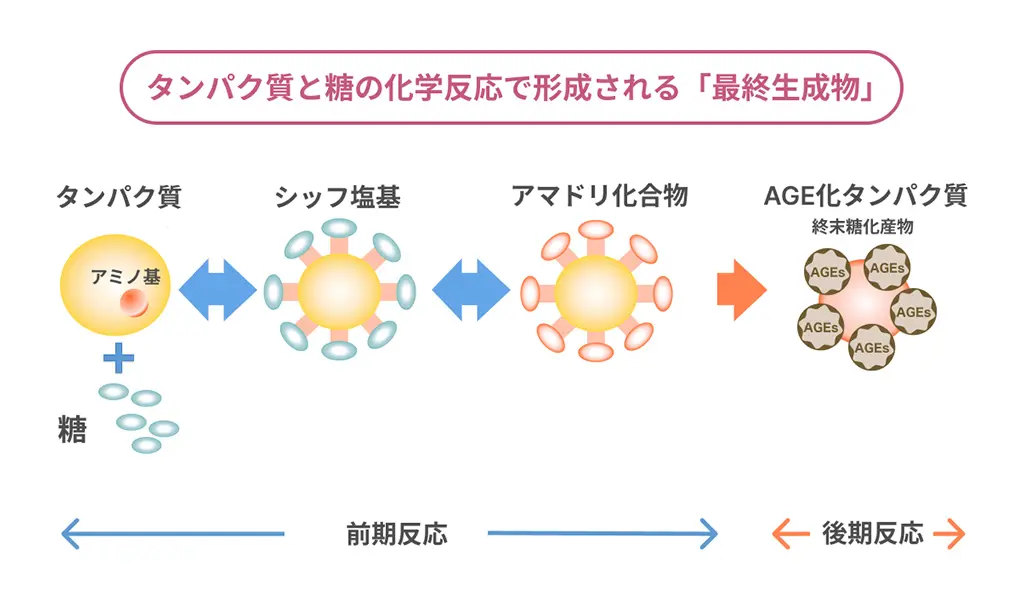 「形成過程」を表現したイラスト