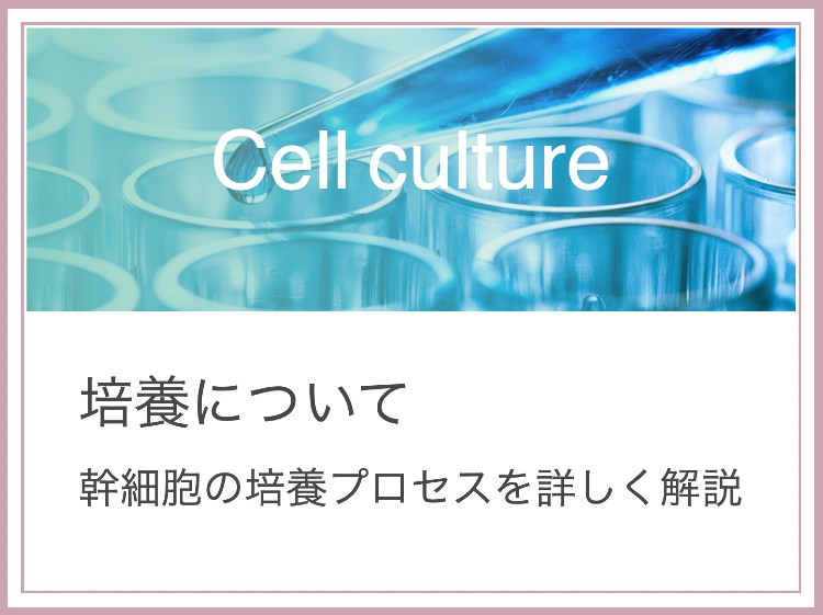 培養について。細胞の培養プロセスを詳しく解説