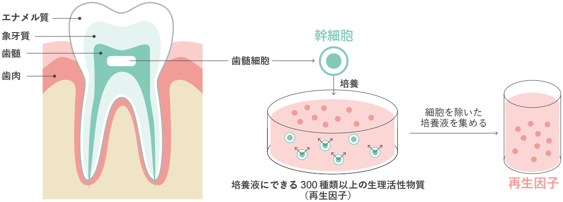 歯髄由来幹細胞の培養方法