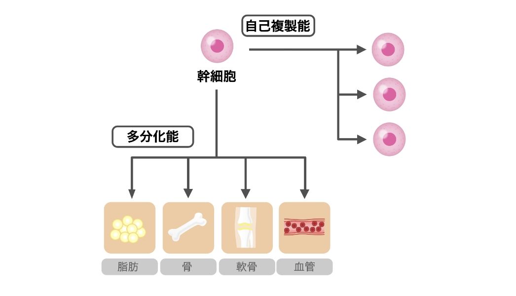 幹細胞治療の真実｜MSCの効果や歴史を再生医療クリニックが徹底解説