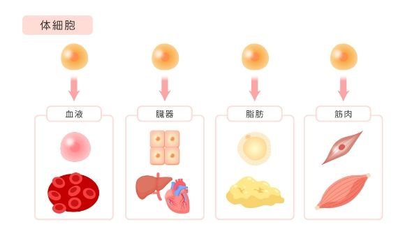 幹細胞治療の真実｜MSCの効果や歴史を再生医療クリニックが徹底解説