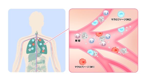 糖尿病再生医療・糖尿病幹細胞治療の第一人者 | 東京の青山レナセル