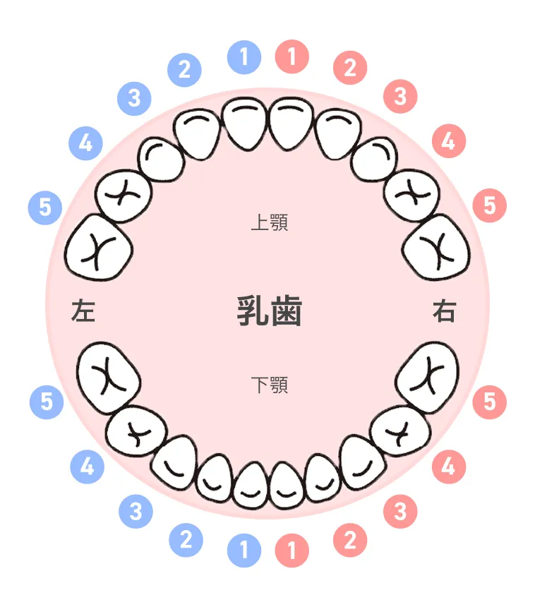 乳歯位置図