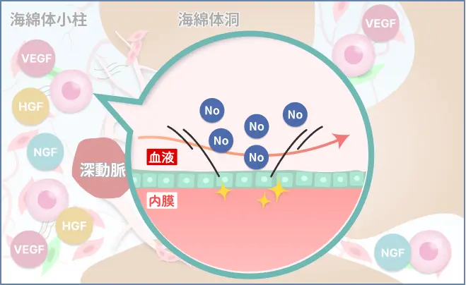 東京でED再生医療・幹細胞治療・エクソソームなら青山レナセルクリニック