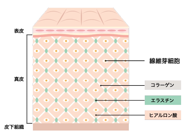 皮膚の構造