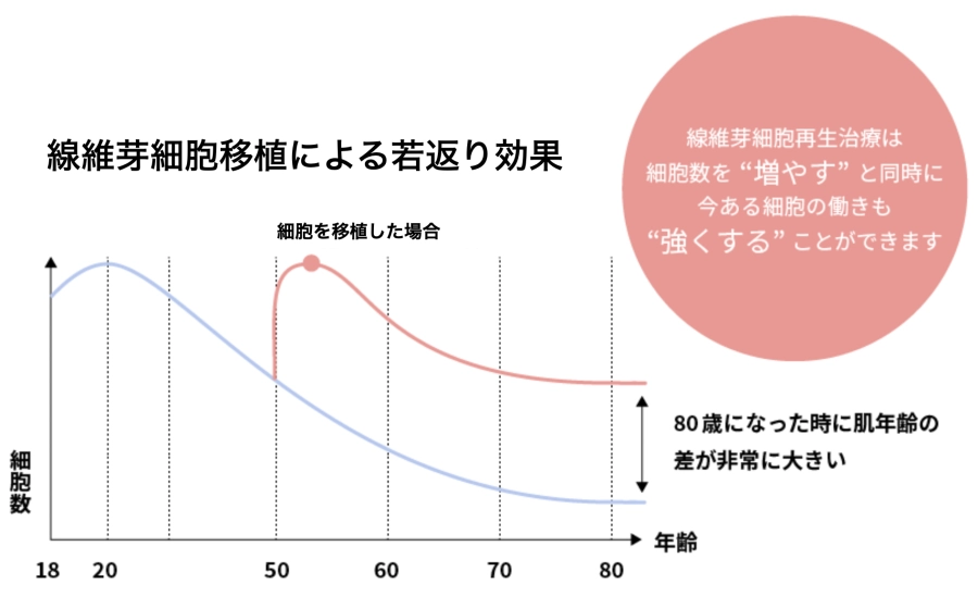 線維芽細胞移植による若返り効果