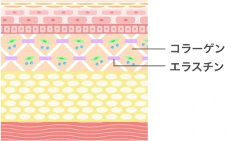 「コラーゲン」と「エラスチン」を表現したイラスト