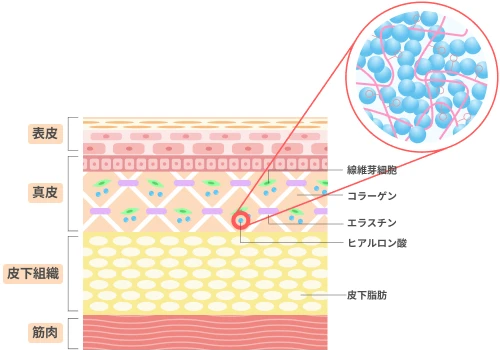 「ヒアルロン酸」を拡大したイラスト