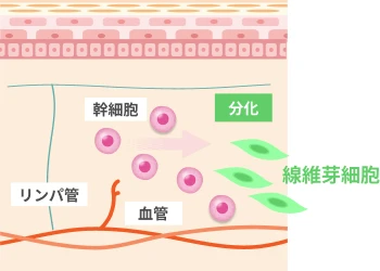 血管の周囲に存在する間葉系幹細胞の一種である真皮幹細胞が分裂することで、真皮線維芽細胞に分化する様子を表現したイラスト