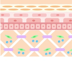 Before（古い架橋の蓄積による乾燥する前の肌を表現したイラスト）