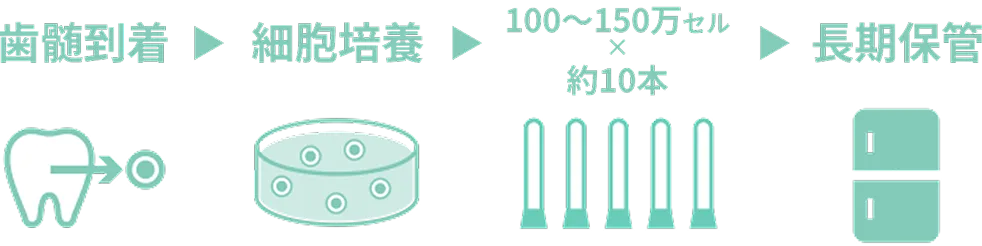 歯髄組織が到着後の流れ
